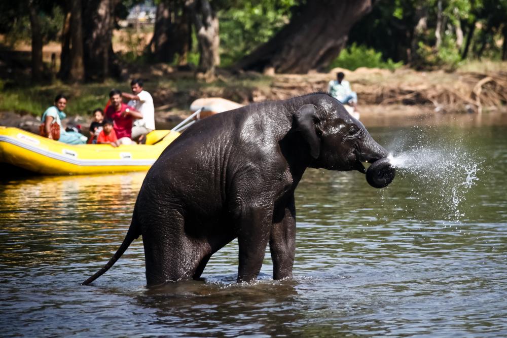 madikeri tourist places dubare elephant camp